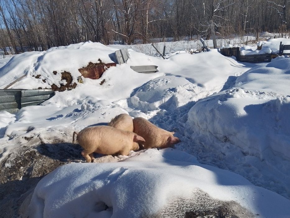 Продам поросят 5и месячных