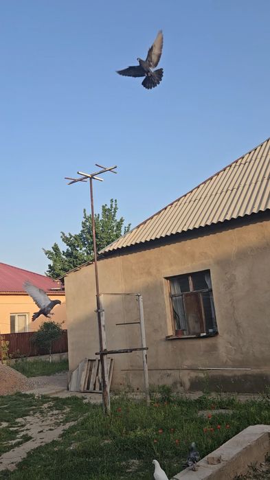Голуби такла бьяз