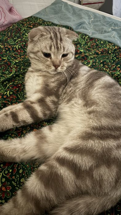 Кот Шотландский.