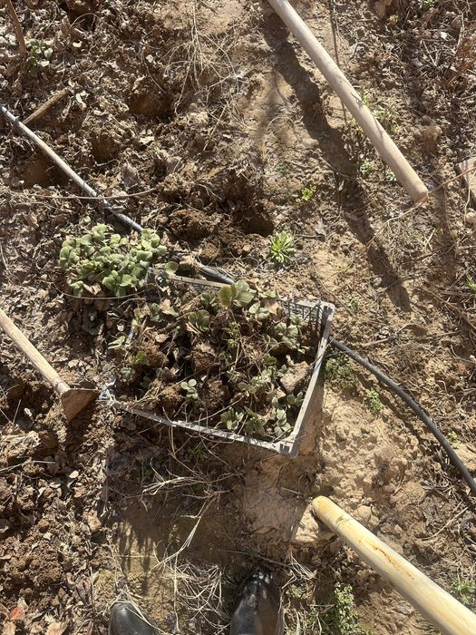 Құлпынай көшеттер