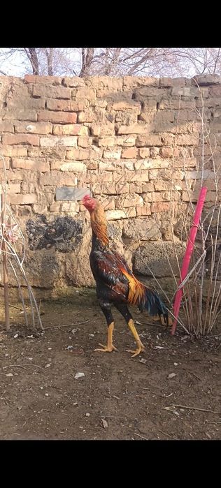 Корейц микс китай