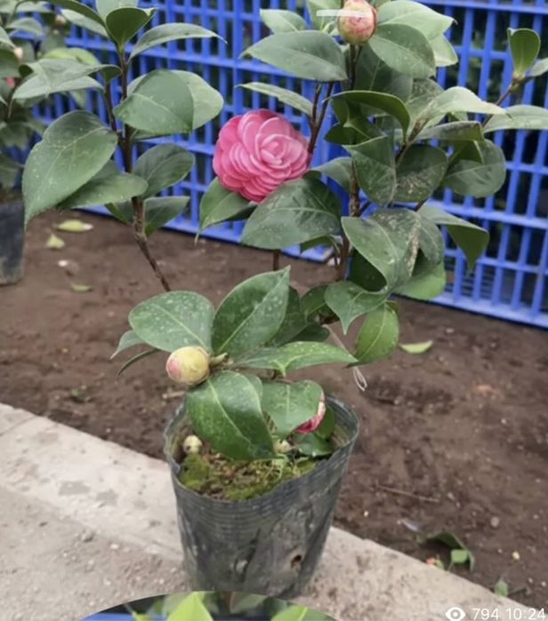 Камелия японская микс