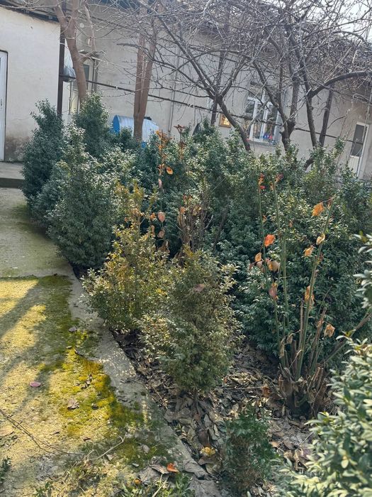 Шамшод сотилади, етти йилик