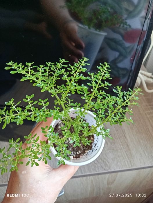 Отростки комнатных растений