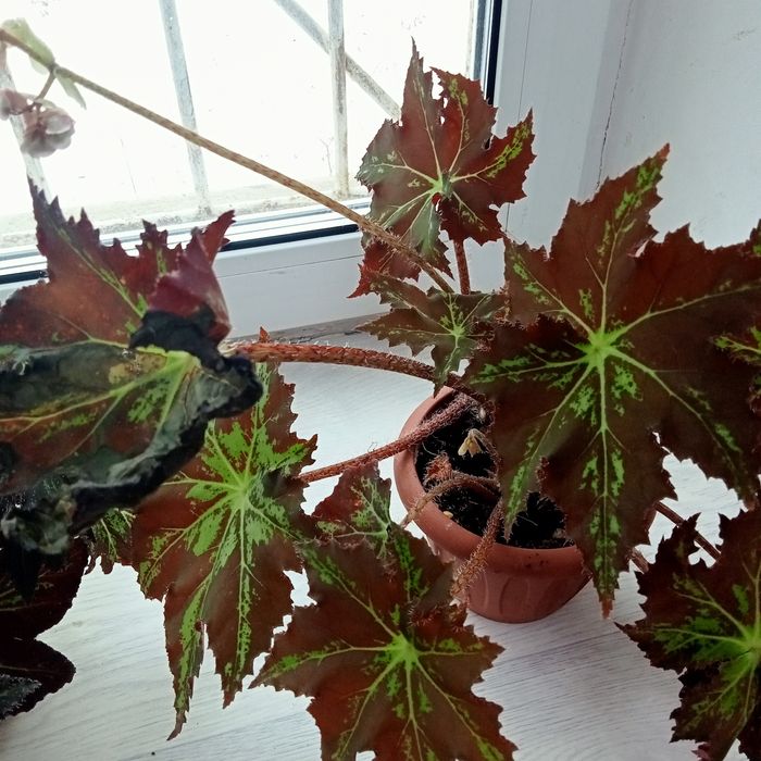 Бегонии декоративные лиственная