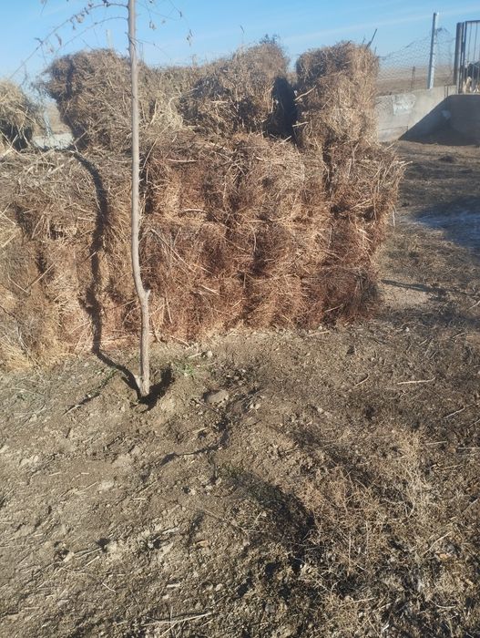 Жантақ пресс. Қып-қызыл дән деген