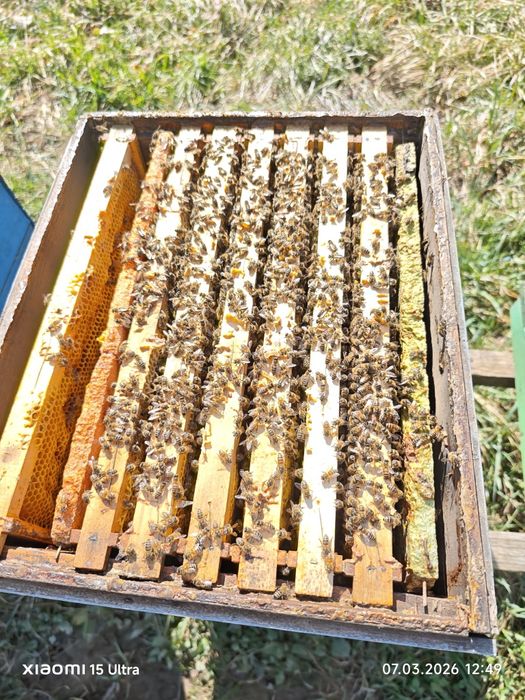 familii de albine 100 duc  ! Bk