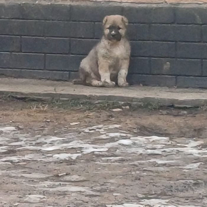 Алабаи еркек төбет