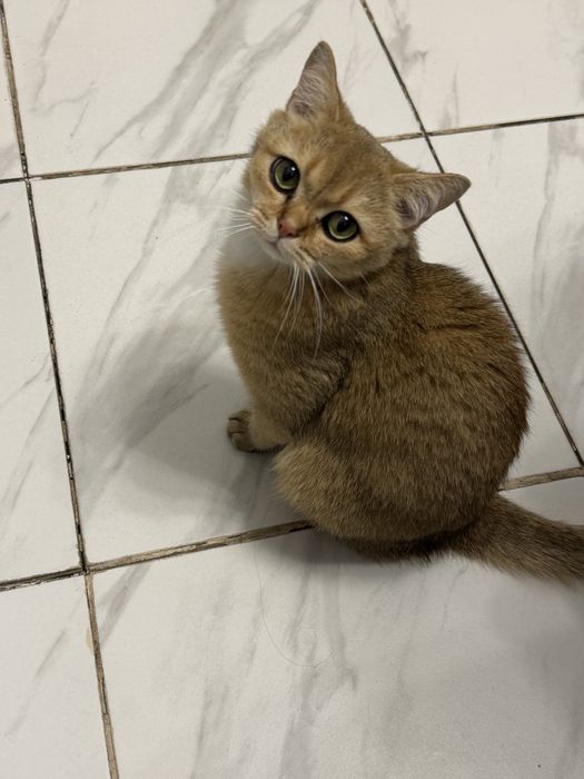Продаётся очаровательный кот— Золотая Шиншилла