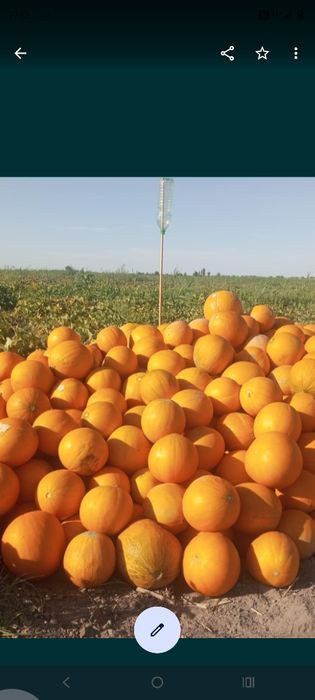 Семена Бакинка продаётся