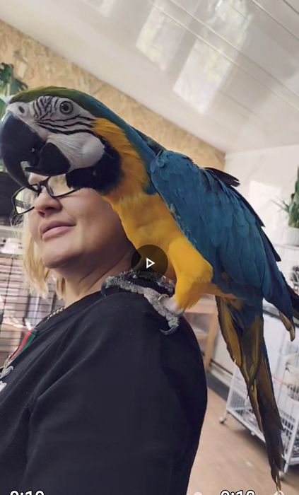 Продам попугаев ара