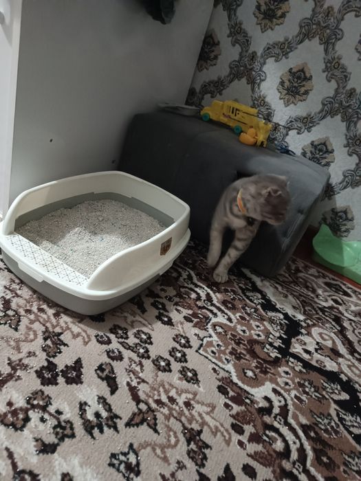 Продаётся кот шотландская вислоухая (Scottish fold)