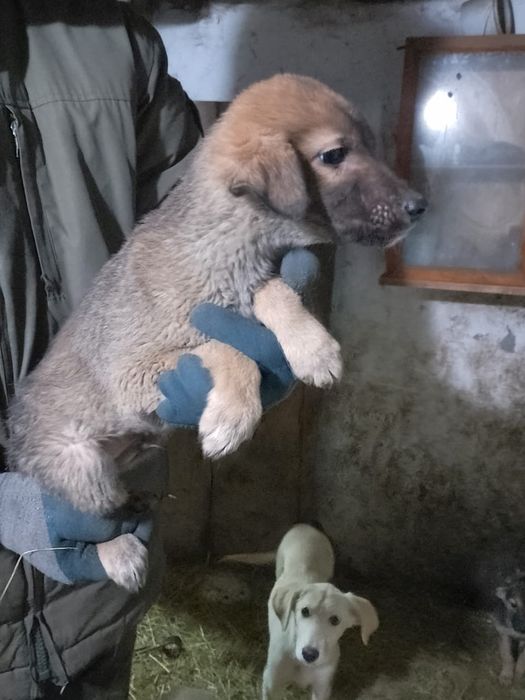 Отдам щенка в добрые руки