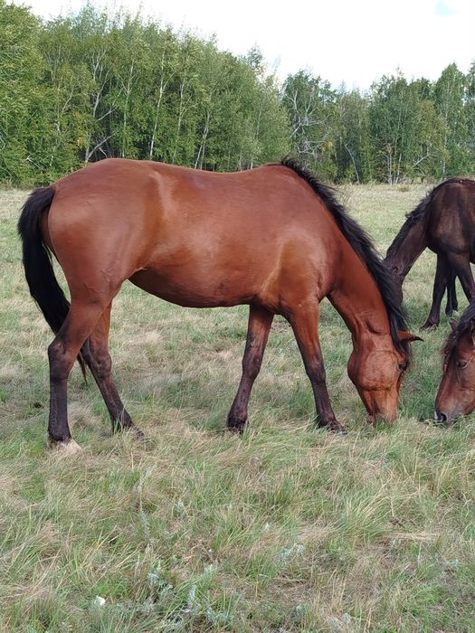 Продам кабылу жеребую 9 лет