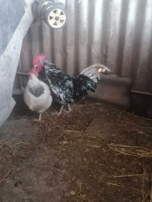 Продам молодого петуха
