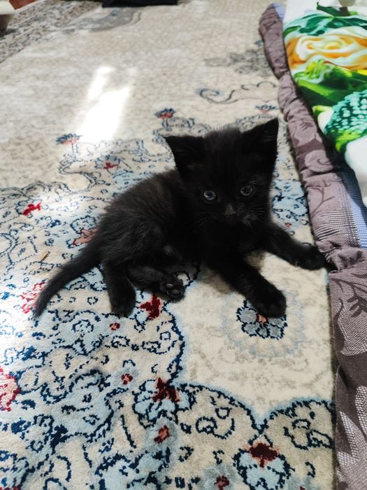 Котенок отдам в хорошие руки