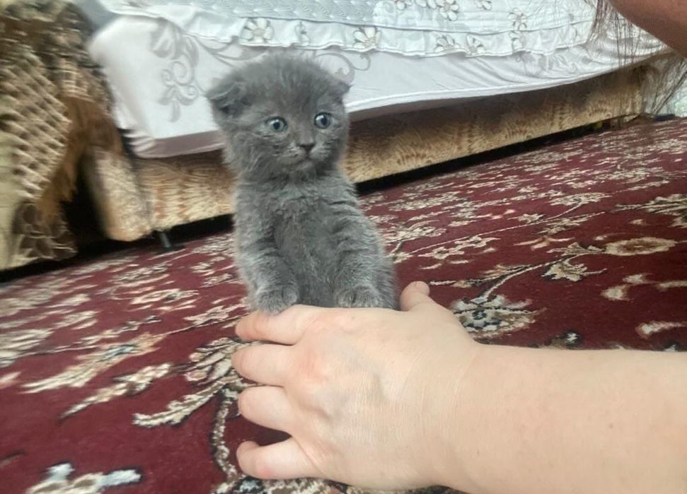 Британские котята