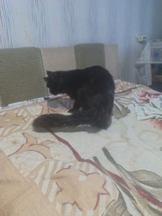Продам кота мейнкун полидакт