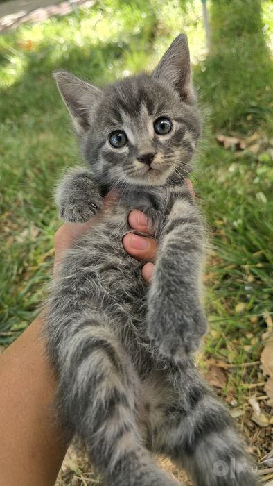 Котята 1 месяц бесплатно