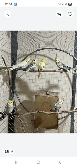 To'tiqushlar sotiladi bo'shatishga hamasi sotiladi sog'lom zo'r boqild