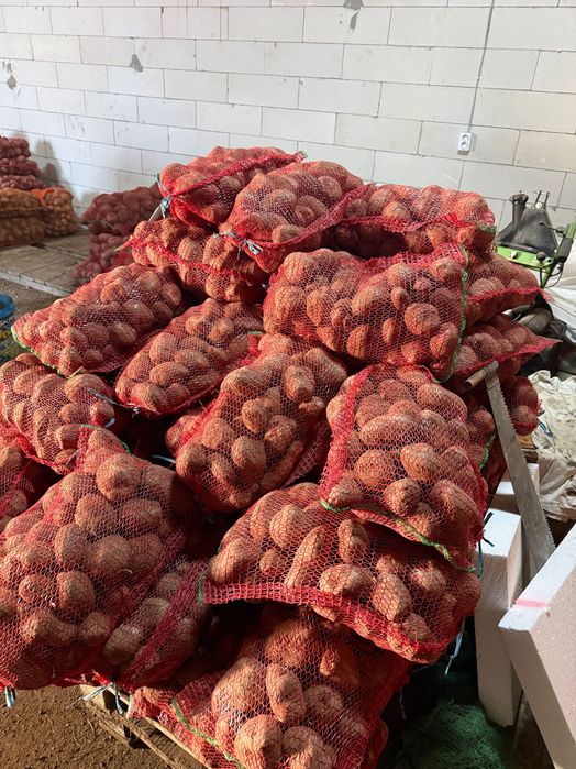 Cartofi rosii pt consum