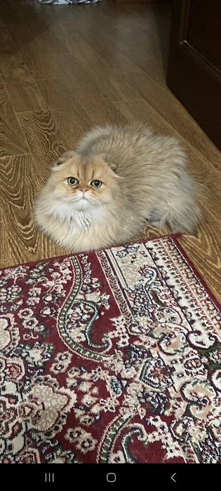 Золотистый шиншила