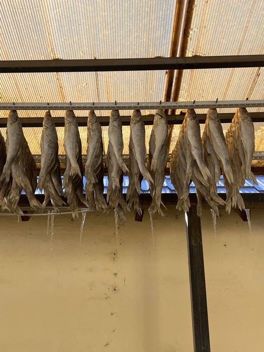 Рыба судак вяленый сушеный малосоль