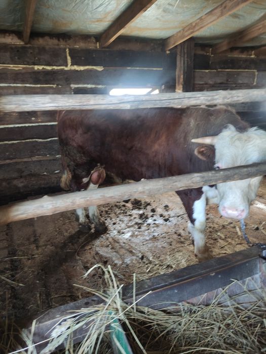 20 Бұқа сатылады откормдегі