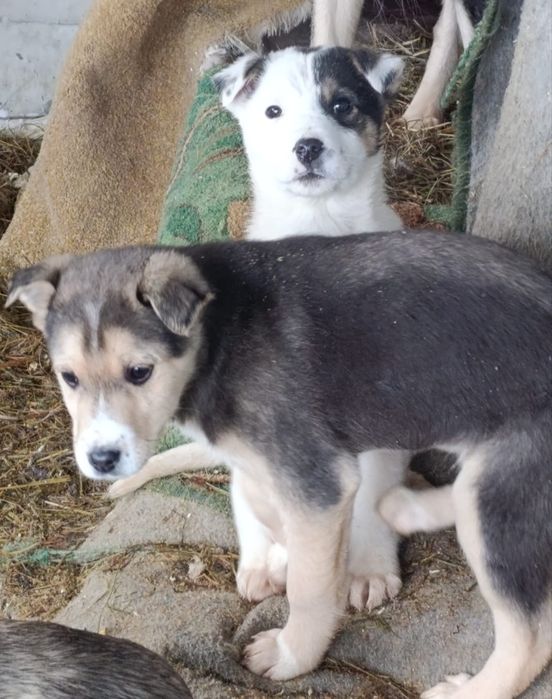 Отдам в добрые руки