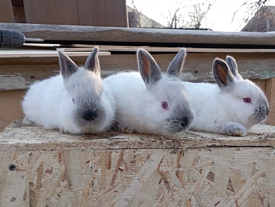 Кролики калифорния