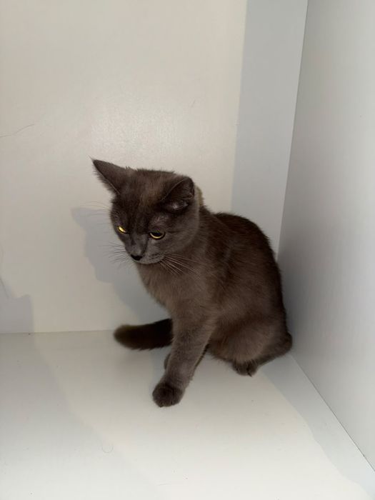 Отдам кошку с котенком