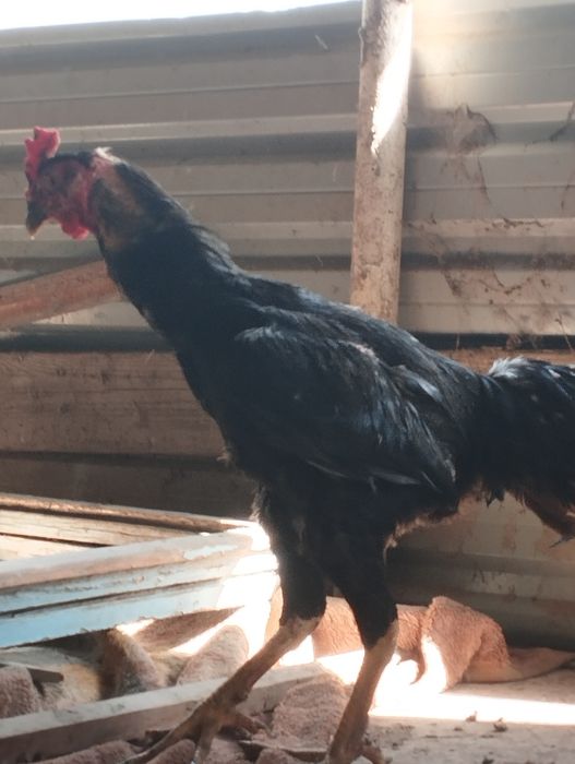 Shalpang parichka sotiladi