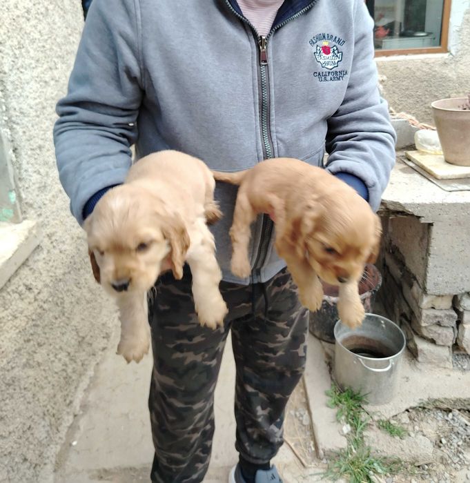 Английски кокерчета