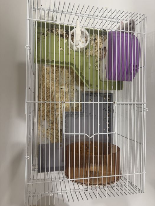 Хомяки с клеткой, наполнителем и едой