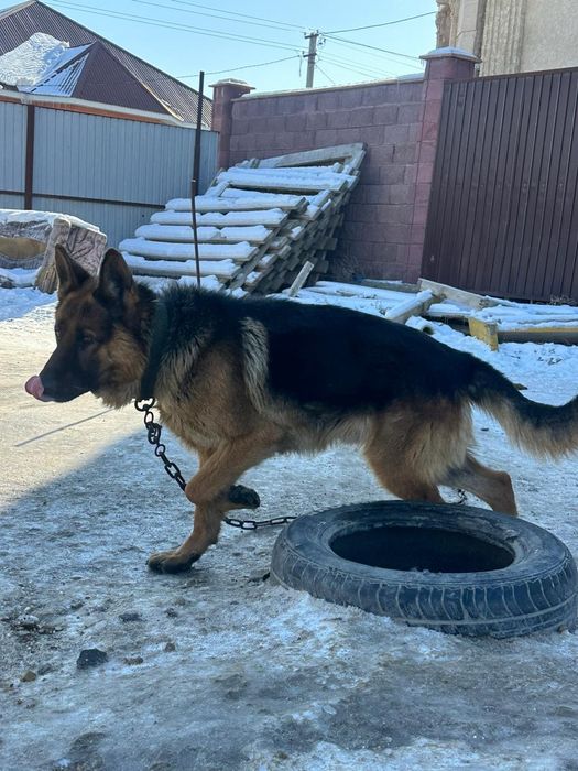 Немецкий овчарка 55к 2 жасар