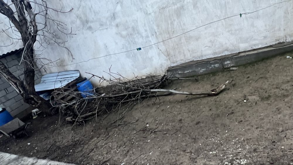 Бесплатно дрова от домашних деревьев