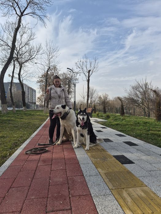 Дресировка собак