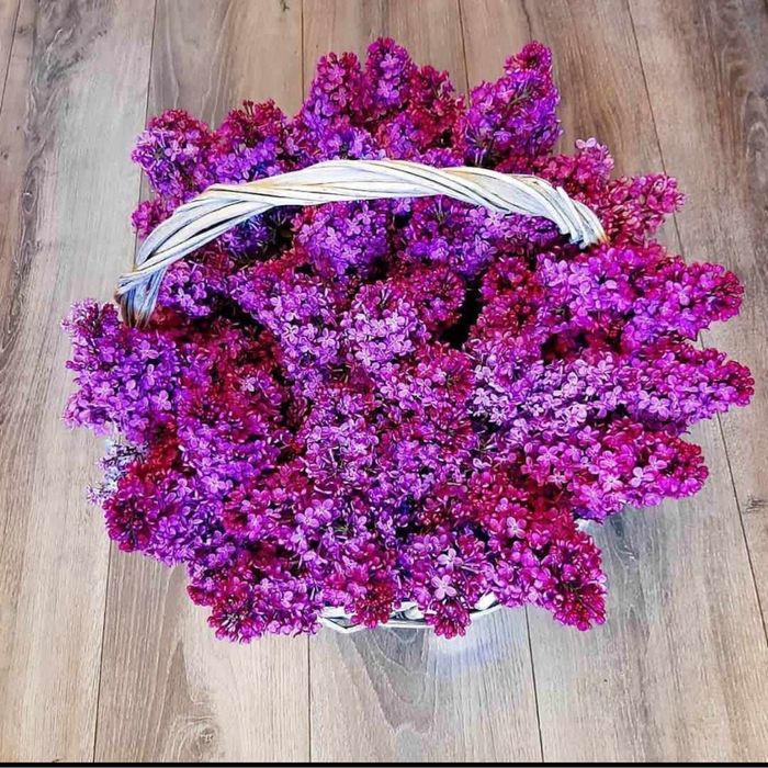 Букеты из свежей сирени