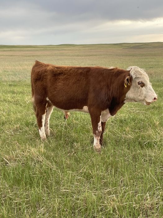 Ақбас бұқалар сатылады