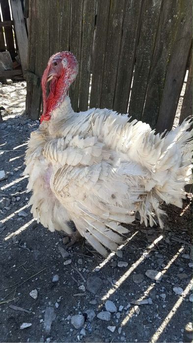 Curcani de vanzare, crescuti la tara