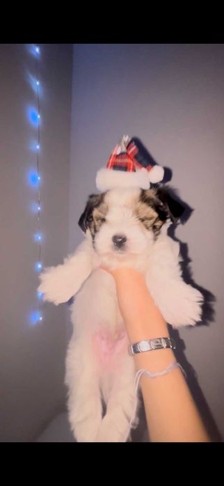 Йоркширски териер - Бивер - С родословие