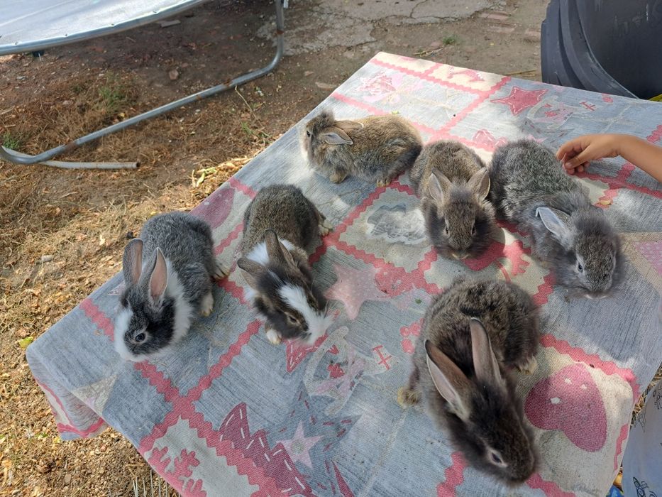 Iepurași cap de leu