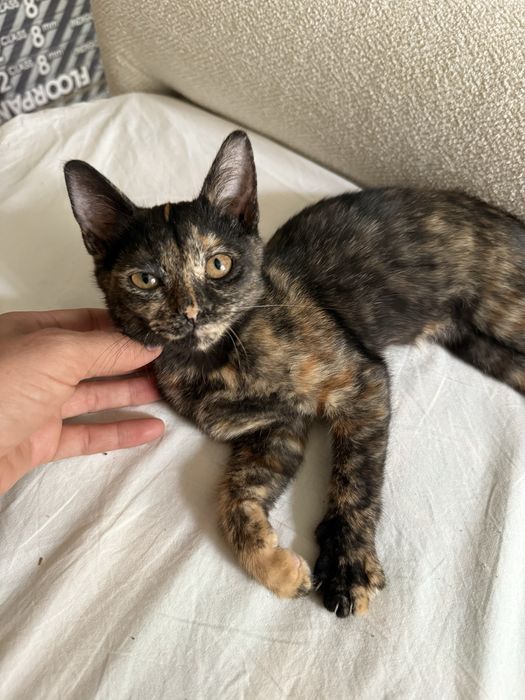 Котята ищут  дом