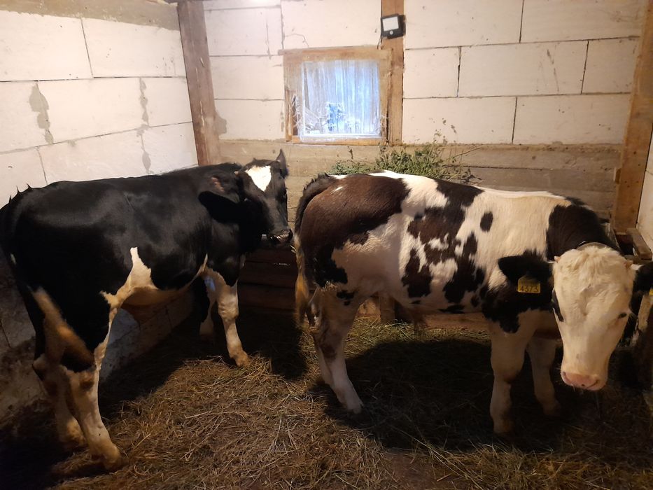 Vind doi taurasi 180 200 kg unul belgian si unul baltat pe negru