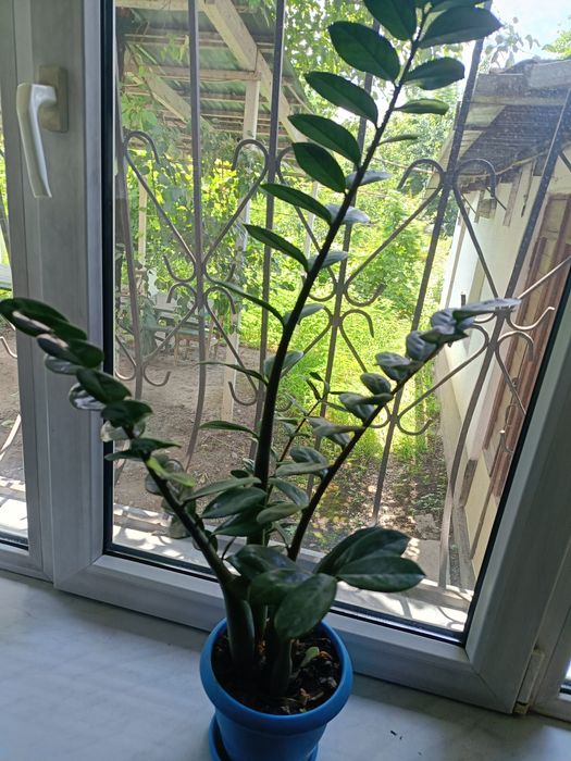 Продам комнатные цветы.