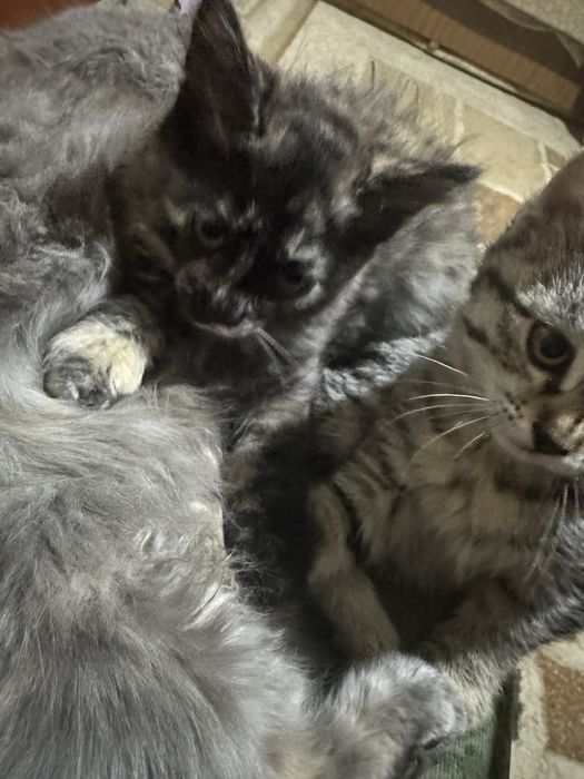 Mushuk bolasi hadiyaga beriladi