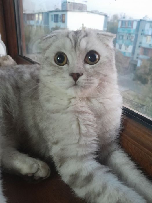 Скотишфолд ўғилбола 7 ойли тоза қон жуда чиройли мушук сотилади