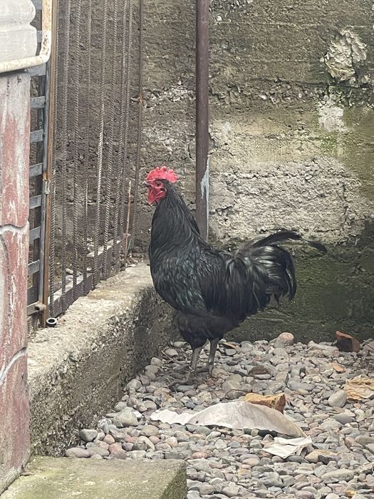 Петух джерсерский гигант