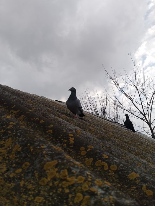 voiajori de vânzare