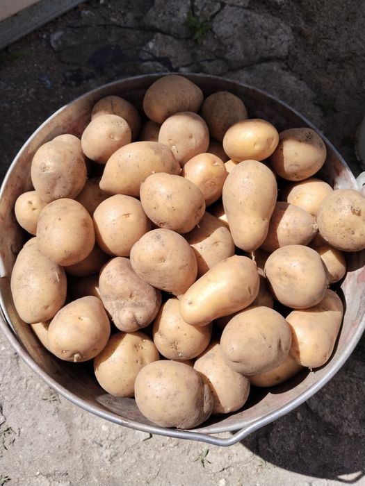 Картофель домашний